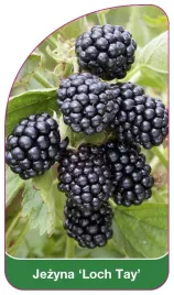 etykieta-szkolkarska-jezyna-loch-tay