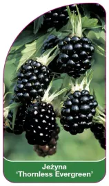 etykieta-szkolkarska-jezyna-thornless-evergreen