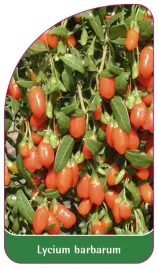 etykieta-szkolkarska-lycium-barbarum