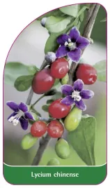 etykieta-szkolkarska-lycium-chinense