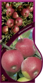 etykieta-szkolkarska-jablon-kolumnowa-jumbo-pl-1605