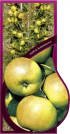 etykieta-szkolkarska-jablon-kolumnowa-jumbo-pl-1606