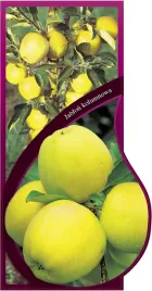 etykieta-szkolkarska-jablon-kolumnowa-jumbo-pl-1607