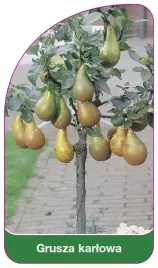 etykieta-szkolkarska-grusza-karlowa-zielona