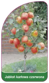 etykieta-szkolkarska-jablon-karlowa-czerwona