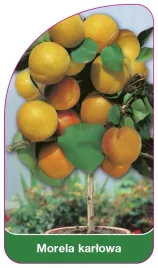 etykieta-szkolkarska-morela-karlowa