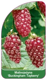 etykieta-szkolkarska-malinojezyna-buckingham-tayberry