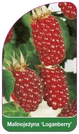 etykieta-szkolkarska-malinojezyna-loganberry