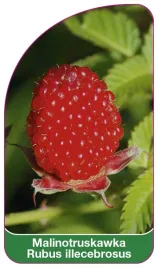 etykieta-szkolkarska-malinotruskawka-rubus-illecebrosus