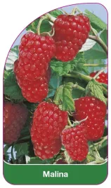 etykieta-szkolkarska-malina-czerwona-ii