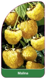 etykieta-szkolkarska-malina-zolta-a