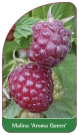 etykieta-szkolkarska-malina-aroma-queen
