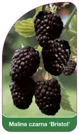 etykieta-szkolkarska-malina-czarna-bristol