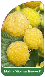 etykieta-szkolkarska-malina-golden-everest