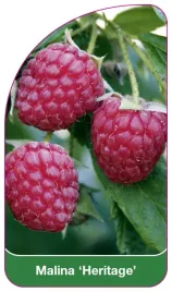 etykieta-szkolkarska-malina-heritage