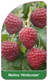etykieta-szkolkarska-malina-himbostar