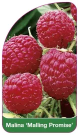 etykieta-szkolkarska-malina-malling-promise