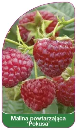 etykieta-szkolkarska-malina-pokusa