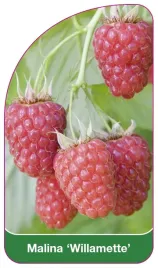 etykieta-szkolkarska-malina-willamette