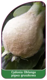etykieta-szkolkarska-cydonia-oblanga-pigwa-gruszkowa-z-meszkiem