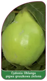 etykieta-szkolkarska-cydonia-oblanga-pigwa-gruszkowa-zielona