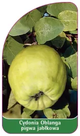 etykieta-szkolkarska-cydonia-oblanga-pigwa-jablkowa-zielona