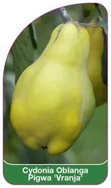 etykieta-szkolkarska-cydonia-oblanga-pigwa-vranja