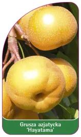 etykieta-szkolkarska-grusza-azjatycka-hayatama