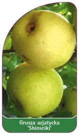 etykieta-szkolkarska-grusza-azjatycka-shinseiki