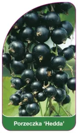 etykieta-szkolkarska-porzeczka-hedda
