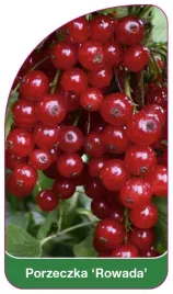 etykieta-szkolkarska-porzeczka-rowada