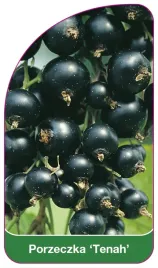 etykieta-szkolkarska-porzeczka-tenah