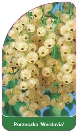 etykieta-szkolkarska-porzeczka-werdavia