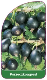 etykieta-szkolkarska-porzeczkoagrest