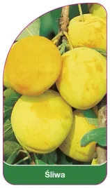 etykieta-szkolkarska-sliwa-zolta