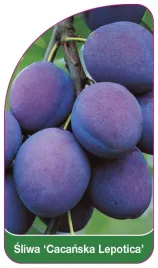 etykieta-szkolkarska-sliwa-cacanska-lepotica-a