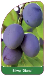 etykieta-szkolkarska-sliwa-diana