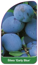 etykieta-szkolkarska-sliwa-early-blue