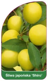 etykieta-szkolkarska-sliwa-japonska-shiro