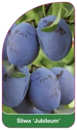 etykieta-szkolkarska-sliwa-jubileum