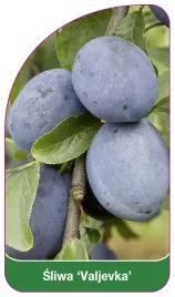 etykieta-szkolkarska-sliwa-valjevka