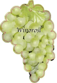 etykieta-szkolkarska-winorosl-owoc-zielony-jumbo
