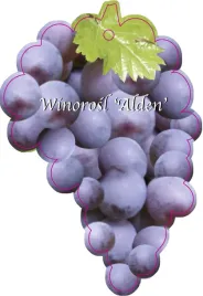 etykieta-szkolkarska-winorosl-alden-jumbo