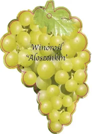etykieta-szkolkarska-winorosl-aloszenkin-jumbo