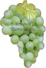 etykieta-szkolkarska-winorosl-dattier-blanc-jumbo