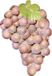 etykieta-szkolkarska-winorosl-einset-seedless-jumbo