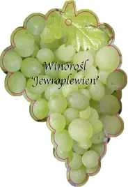 etykieta-szkolkarska-winorosl-jewroplewien-jumbo