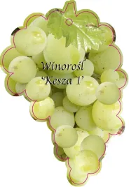 etykieta-szkolkarska-winorosl-kesza-1-jumbo
