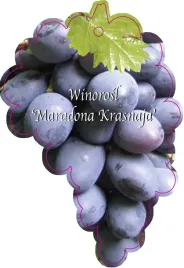 etykieta-szkolkarska-winorosl-maradona-krasnaja-jumbo