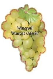 etykieta-szkolkarska-winorosl-muscat-odeski-jumbo